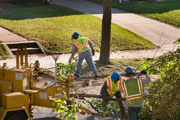 Best Palm Tree Trimming  in Altamonte Springs, FL